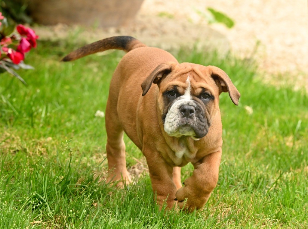 chiot Bulldog continental De la landerie