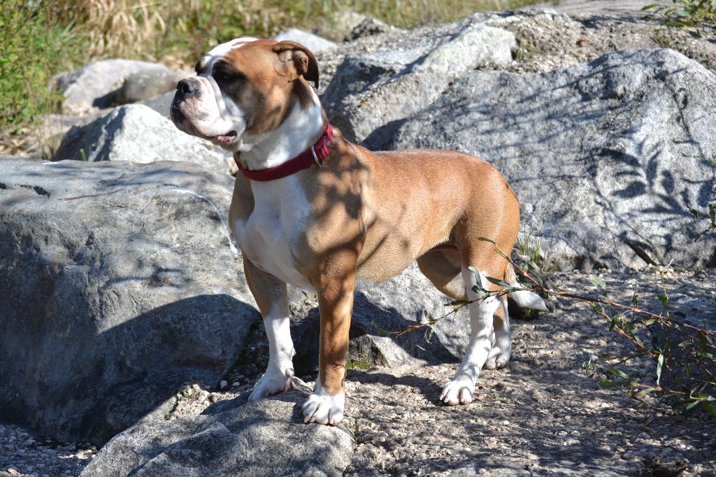 SHELBI Des Abbesses Du Conti