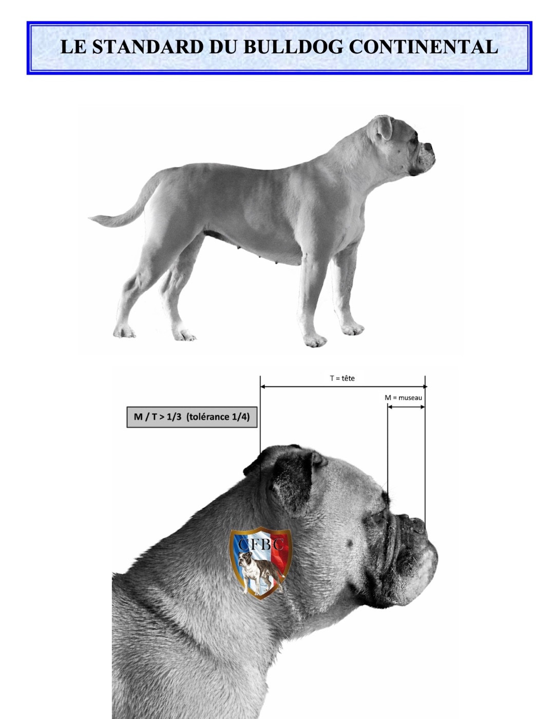 NOUVEAU STANDARD 2026 DU BULLDOG CONTINENTAL