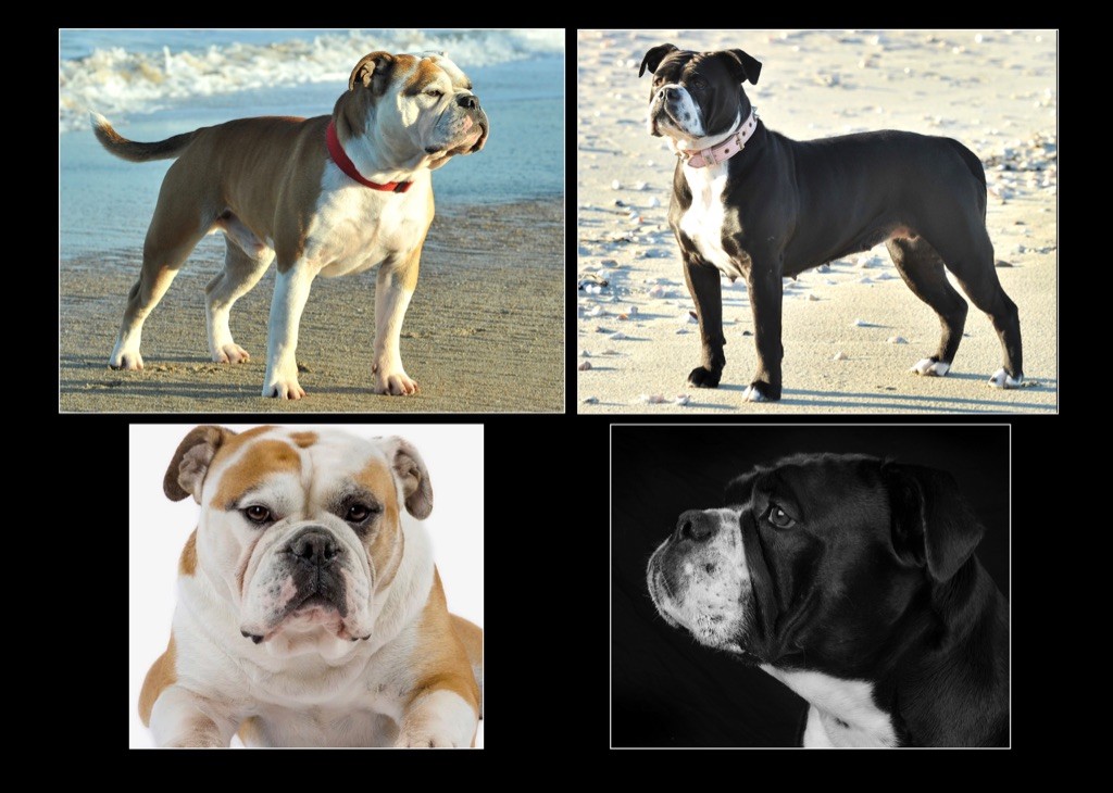 De la landerie - Bulldog continental - Portée née le 02/11/2021