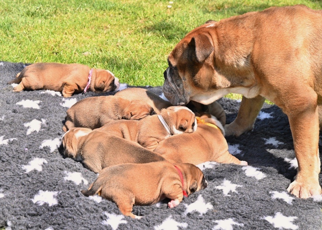 De la landerie - Chiots disponibles - Bulldog continental