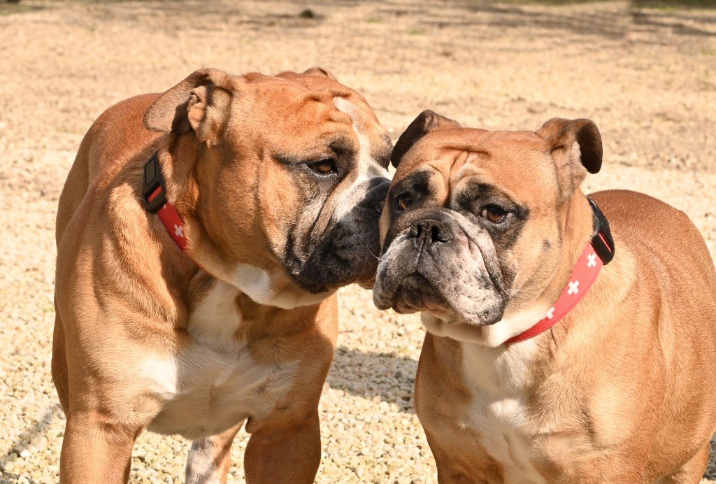 Chiot Bulldog continental De la landerie