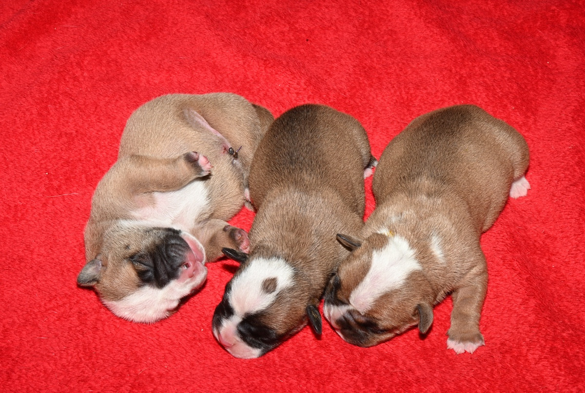 Chiot Bulldog continental De la landerie