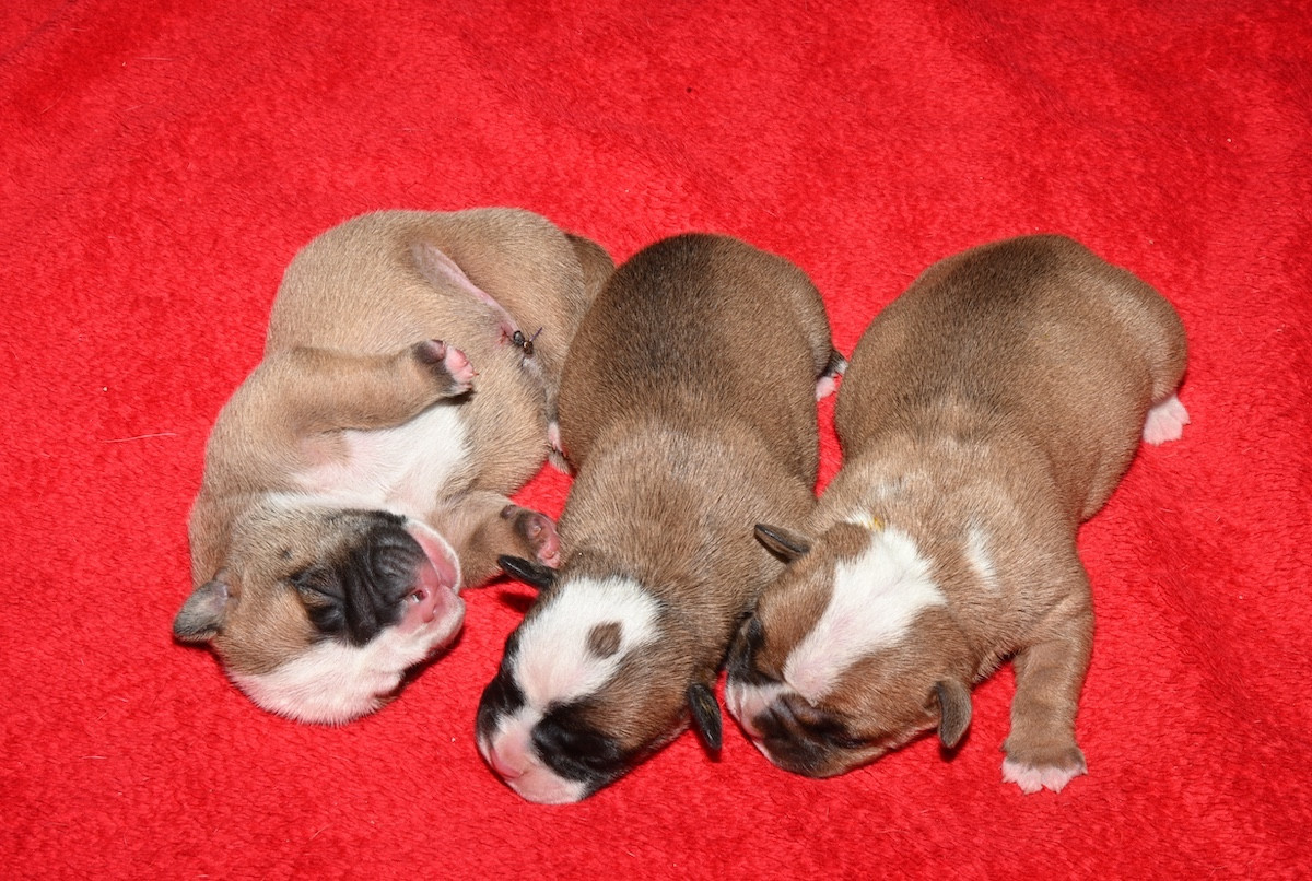De la landerie - Chiots disponibles - Bulldog continental