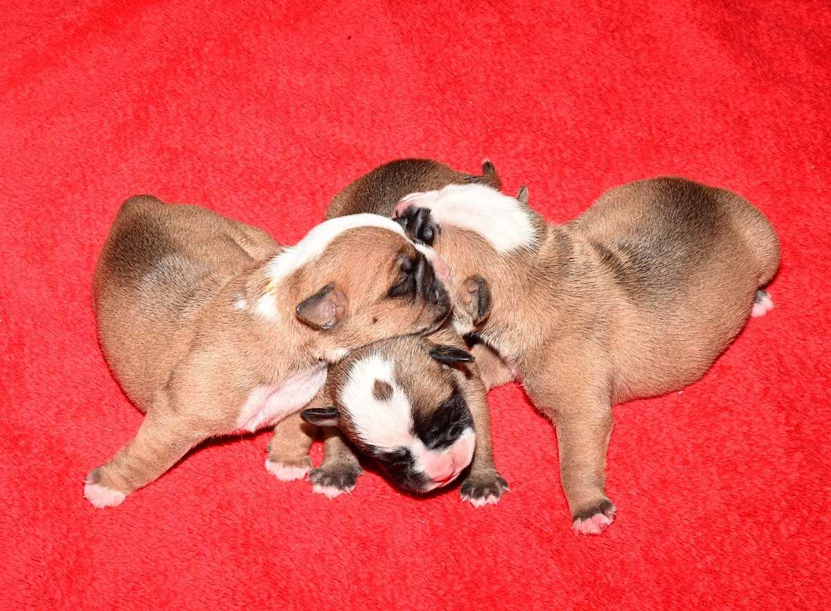 De la landerie - Chiots disponibles - Bulldog continental