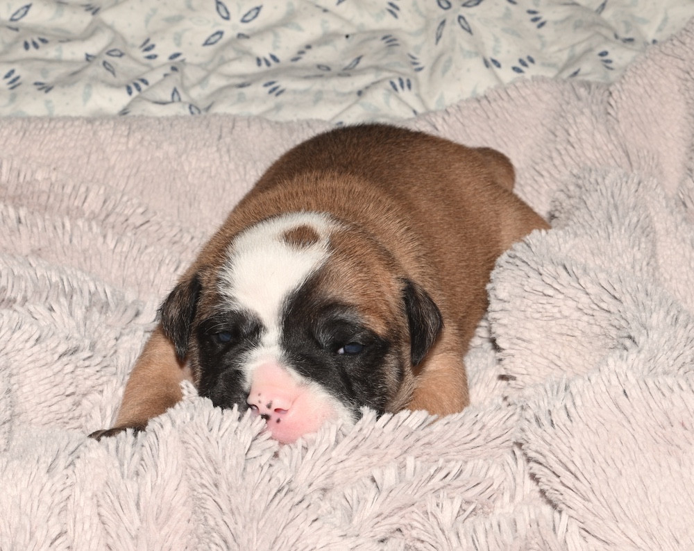 De la landerie - Chiots disponibles - Bulldog continental