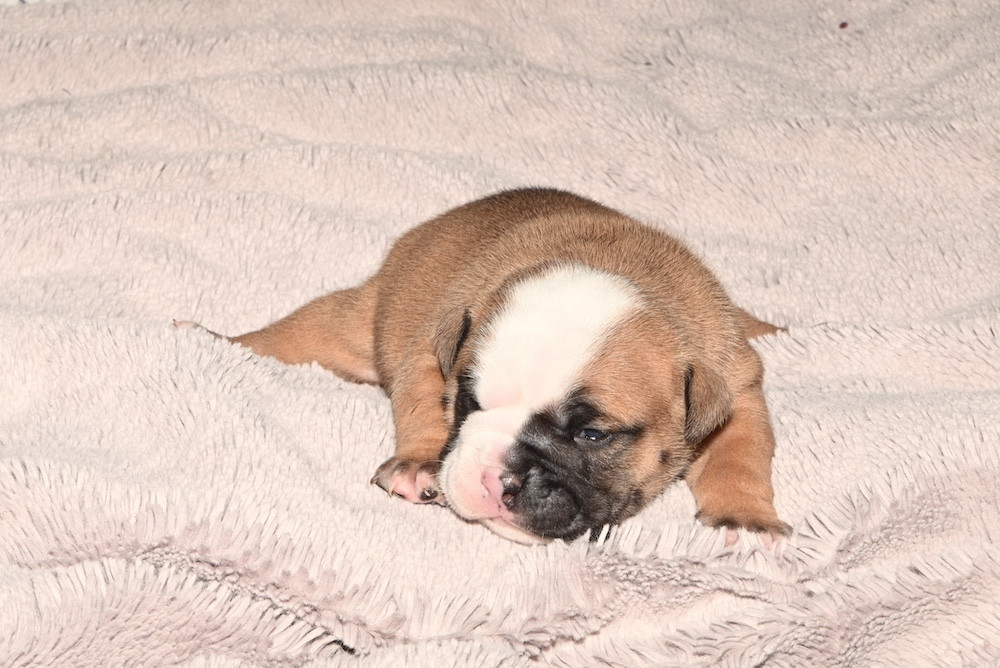 De la landerie - Chiots disponibles - Bulldog continental
