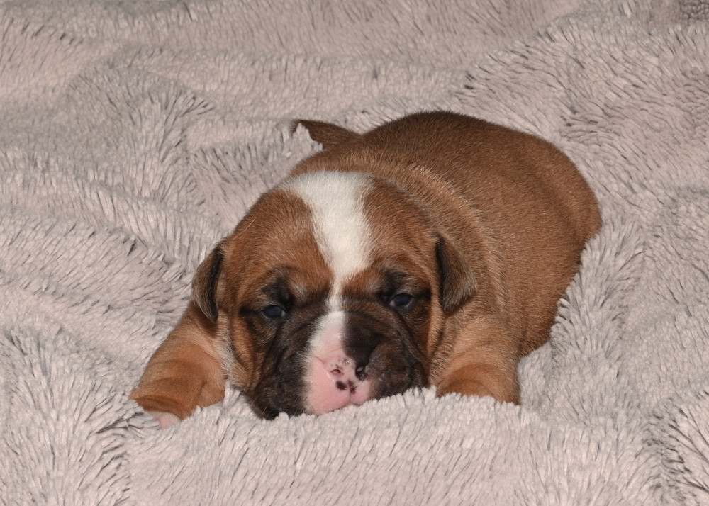 De la landerie - Chiots disponibles - Bulldog continental