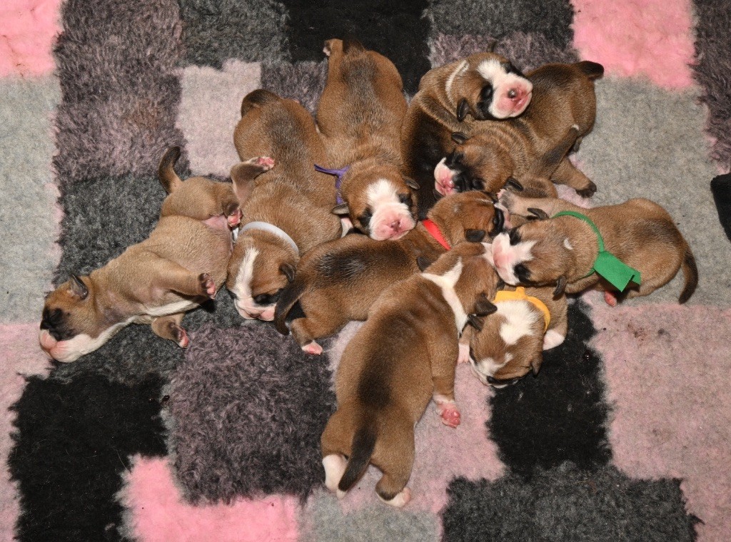 De la landerie - Chiots disponibles - Bulldog continental