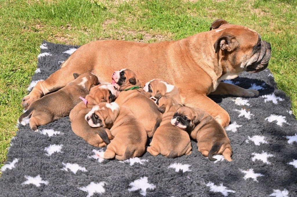 De la landerie - Chiots disponibles - Bulldog continental