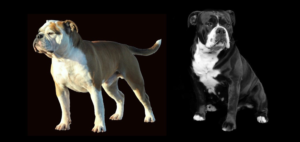 De la landerie - Bulldog continental - Portée née le 19/10/2022