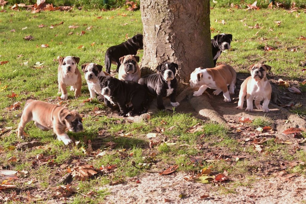 De la landerie - Bulldog continental - Portée née le 09/10/2019