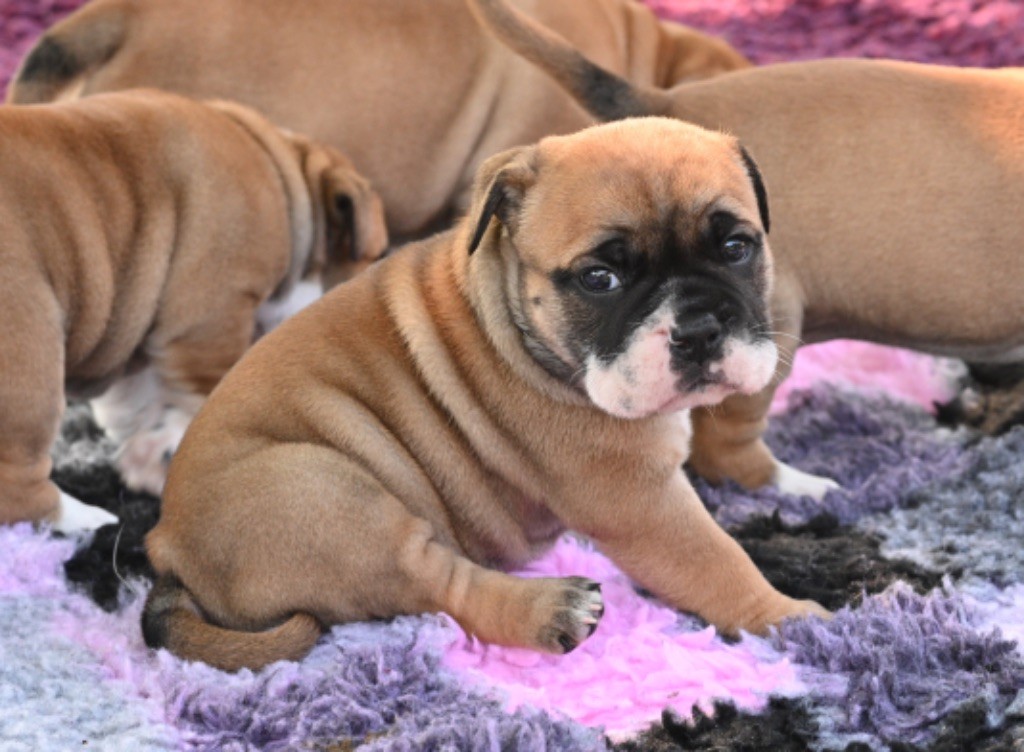 De la landerie - Chiots disponibles - Bulldog continental
