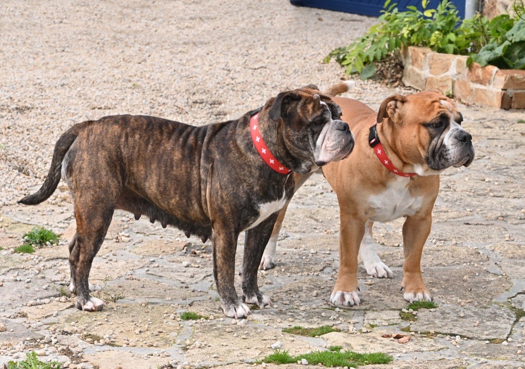 De la landerie - Bulldog continental - Portée née le 03/12/2022