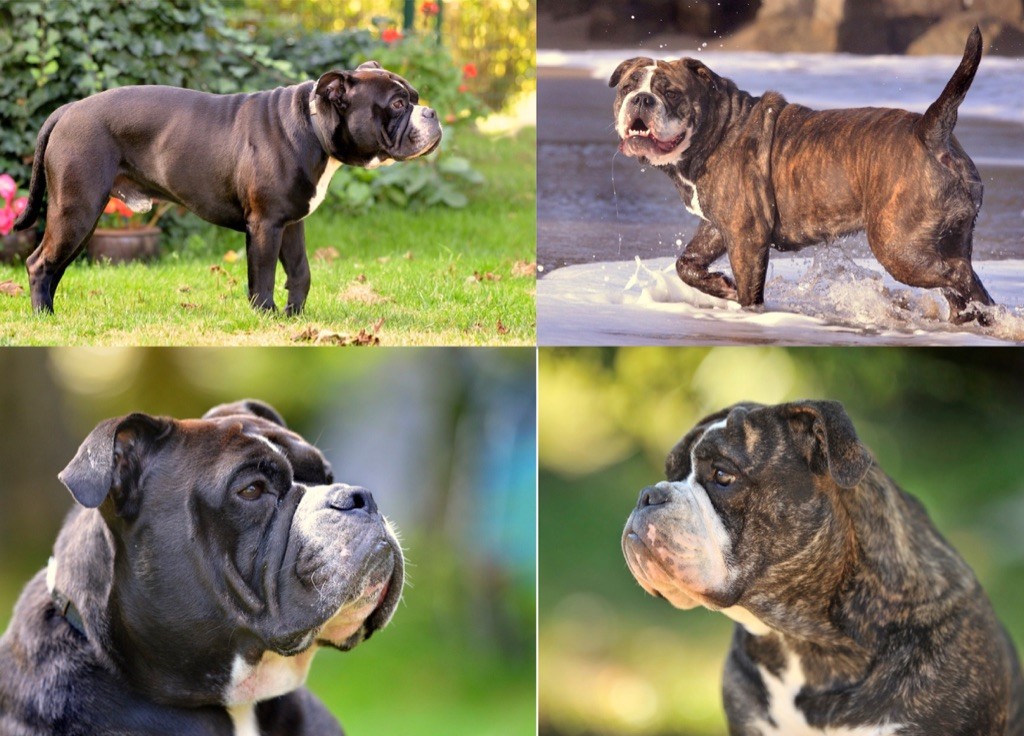 De la landerie - Bulldog continental - Portée née le 16/11/2021