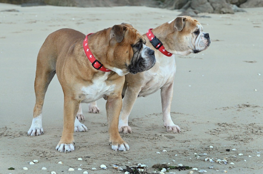 De la landerie - Bulldog continental - Portée née le 09/11/2022