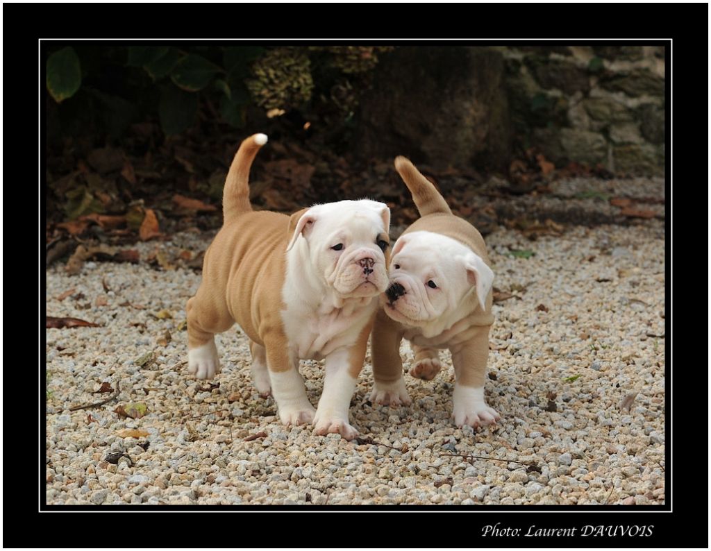 De la landerie - Bulldog continental - Portée née le 19/09/2018