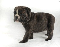 CHIOT