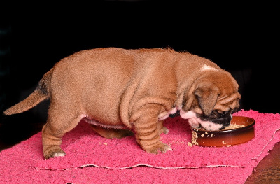 CHIOT