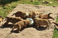CHIOT