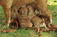 CHIOT