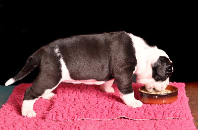 CHIOT