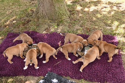 CHIOT 9