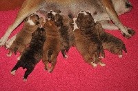 CHIOT