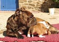 CHIOT