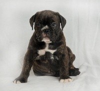 CHIOT