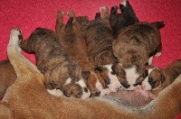 CHIOT