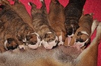 CHIOT