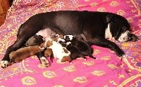 CHIOT