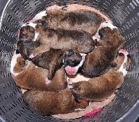 CHIOT