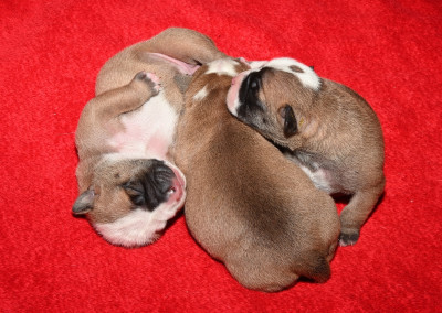 Chiot N°2