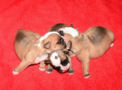 Chiot N°3