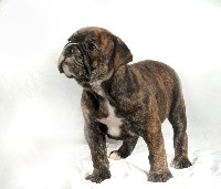 CHIOT