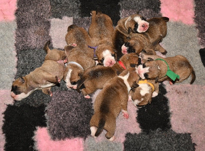 CHIOT 6