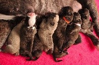 CHIOT