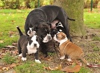 CHIOT
