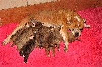 CHIOT