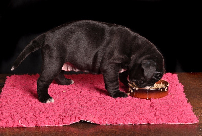 CHIOT