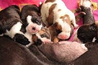 CHIOT