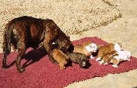 CHIOT