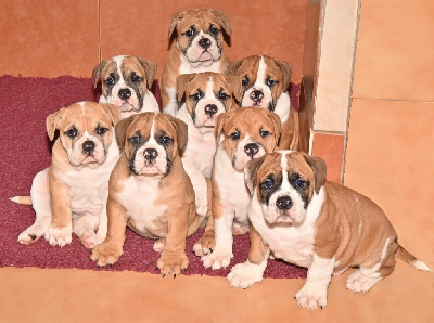 CHIOT