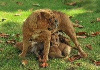 CHIOT
