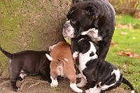 CHIOT