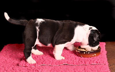 CHIOT
