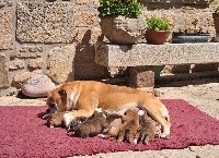 CHIOT
