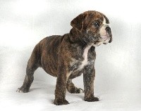 CHIOT